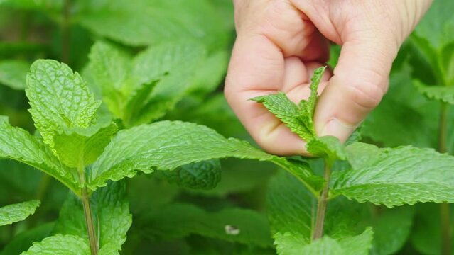 Closeup of a woman's hands picking green mint leaves