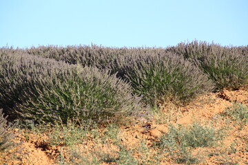 campo  de lavanda