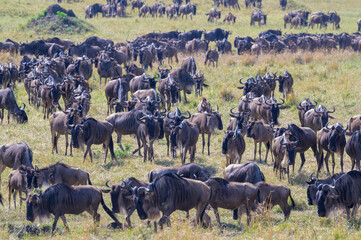 Blue Wildebeest (Connochaetes taurinus) herd migrating on savanna during the great migration,...