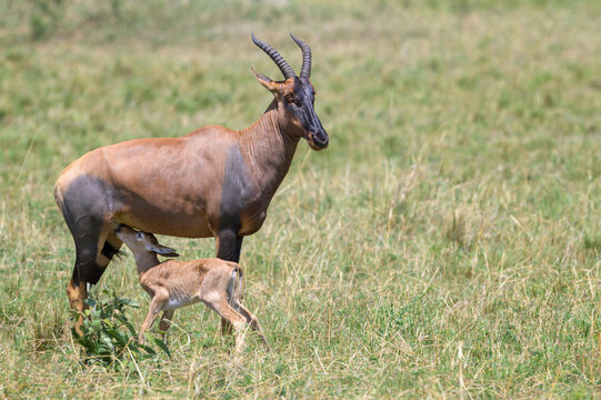 Topi (Damaliscus korrigum) mother with nursing calf, Serengeti National Park, Tanzania