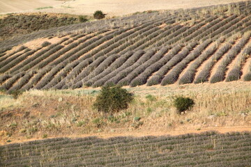 campo  de lavanda