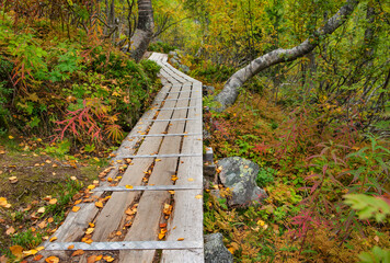 wooden footpath crossing a forest with autumnal colors in a sweden national park Fulufjället,
