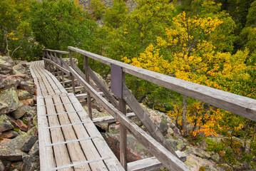 wooden footpath crossing a forest with autumnal colors in a sweden national park Fulufjället,