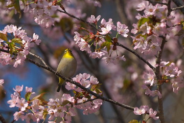 桜の花とメジロ