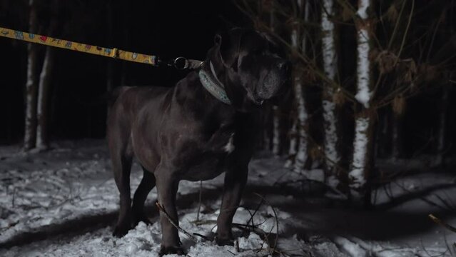 black pitbull looking somewhere in the forest, snowy night. High quality 4k footage