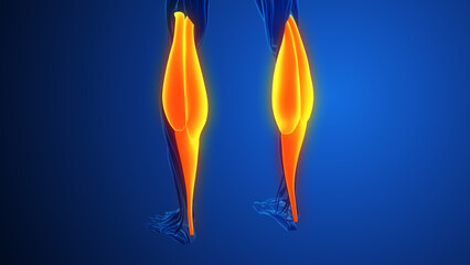 Pain and injury in the Gastrocnemius Muscles