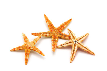 Starfish isolated on white background.