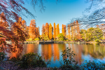 Inokashira Park in Autumn