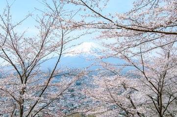 富士山と桜