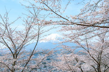 Obraz premium 富士山と桜