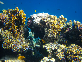 Beautiful coral reef with its inhabitants in the Red Sea