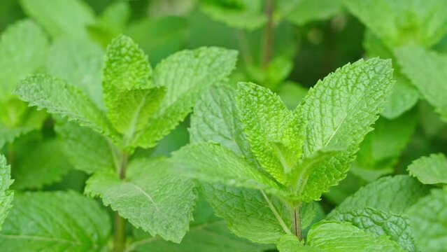 Green Mint Plant Grow Background closeup.mint leaf.