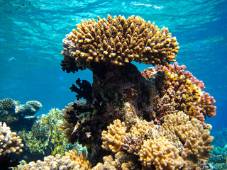 Beautiful coral reef with its inhabitants in the Red Sea