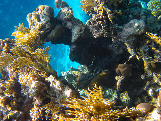 Beautiful coral reef with its inhabitants in the Red Sea