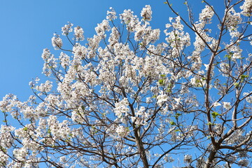 Paulownia Tomentosa tree in April with many flowers.