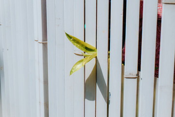 leaf shoots come out between the fences
