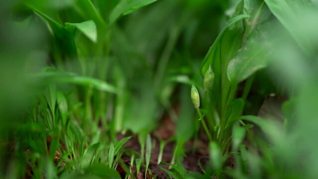 A closeup shot of new shoots of wild garlic in a wet woodland