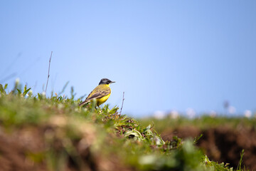 Yellow wagtail (Motacilla flava) watching in the distance in the green meadow. Yellow wagtail bird. 