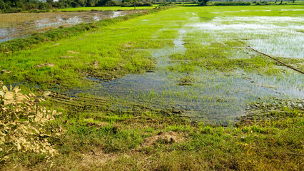 scenic view over rice field in cambodia