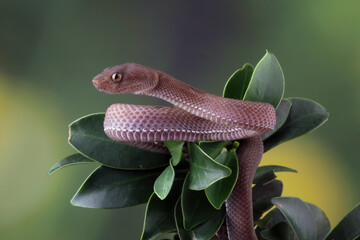 Baby viper snake on tree, trimeresurus purpureomaculatus viperidae