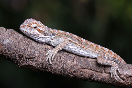 Angry Lizard Images – Browse 10,315 Stock Photos, Vectors, and Video ...