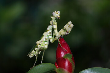 Banded flower mantis on flower, beautiful praying mantis