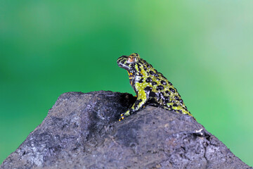 Oriental Fire Bellied Toad sitting on a rock