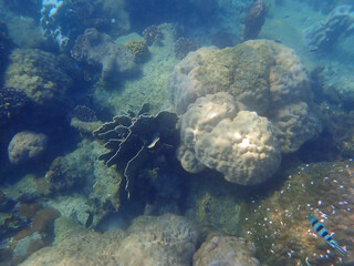 coral reef with fish at koh samet