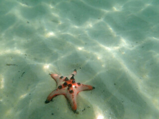 starfish at starfish beach