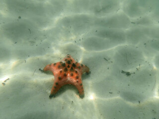 starfish at starfish beach