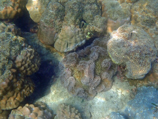 colorful coral reef at koh samt island