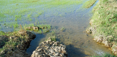 scenic view over rice field in cambodia