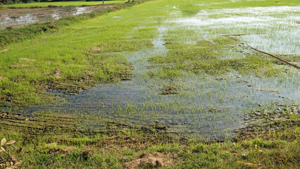 scenic view over rice field in cambodia
