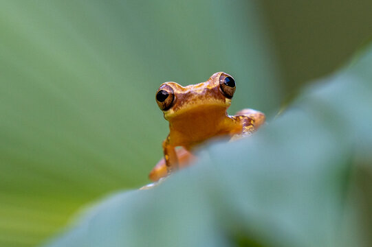Dendropsophus ebraccatus, also known as the hourglass treefrog or pantless treefrog