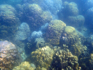 Fototapeta na wymiar colorful coral reef at koh samt island