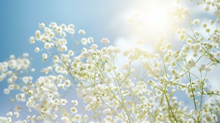 white baby's breath flowers pattern flying against sunny sky