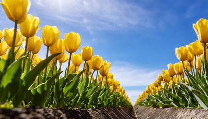 Tulips in field. Row of colorful yellow tulip flowers with a sunny blue sky. Flower photography.