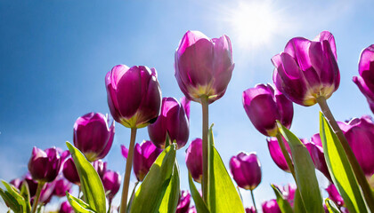 Tulips in field. Row of colorful purple tulip flowers with a sunny blue sky. Flower photography.