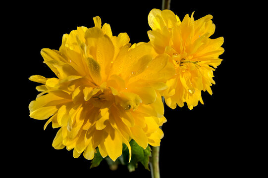 Blooming kerria japonica flowers on a black background