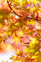 Maple Tree Avenue at Koishikawa Botanical Garden