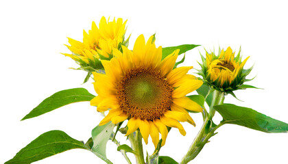 Fototapeta premium ひまわり あなただけ見つめる 憧れ 夏 PNG 透過