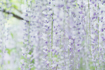 Wisteria floribunda