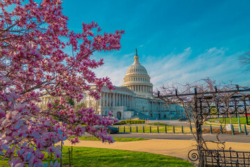 Obraz premium Capitol building at spring blossom magnolia tree, Washington DC. U.S. Capitol exterior photos. Capitol at spring. Capitol architecture.