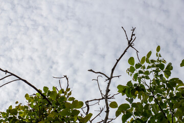 Tree blue sky, tree top against blue sky on a sunny day