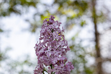 Large lilac bush in spring. Bright flowers of spring lilac bush. Spring lilac flowers close-up....