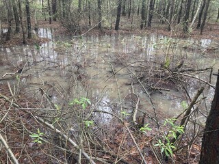 Puddles and lakes after rain in the forest