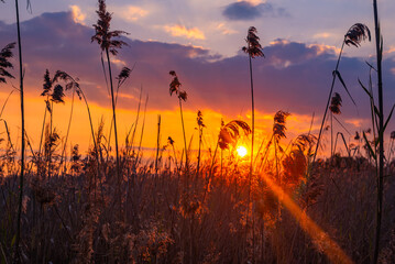 Sunset on a lake with spikes of grass in the foreground