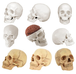 Easy to use human skull elements, skeleton png format