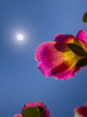 View under red poppy flowers in the garden with the sun at noon 