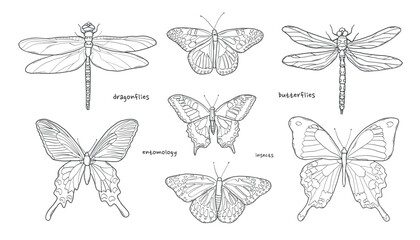 Set of hand drawn dragonflies and butterflies for stickers, prints, cards, coloring page, scrapbooking, etc. EPS 10